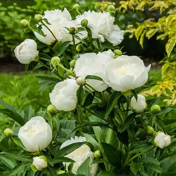 White Paeony Extract for Sensitive & Irritated Skin